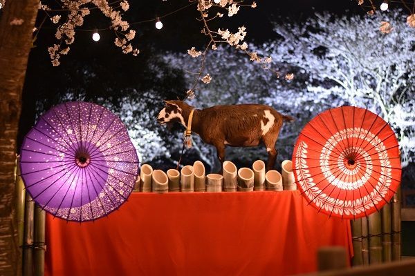 今年のテーマ「和×夜桜×動物」