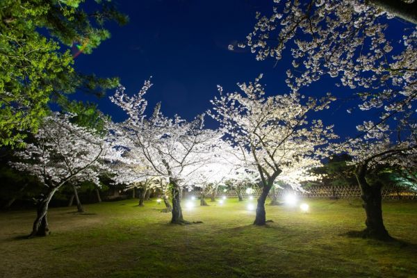 栗林公園 春のライトアップ1