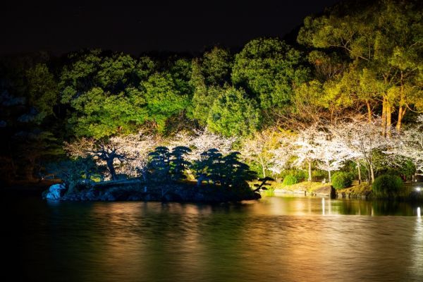 栗林公園 春のライトアップ2