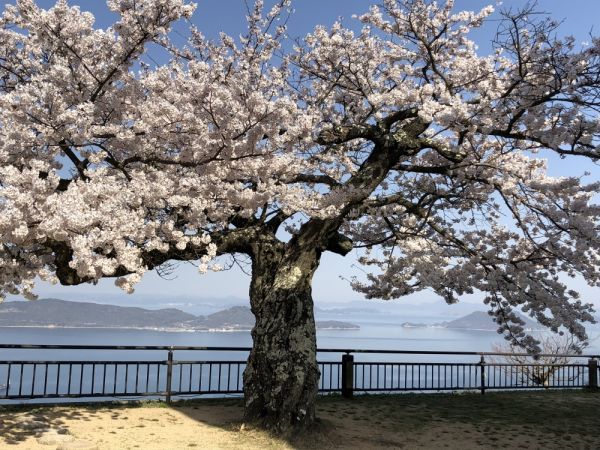 屋島寺