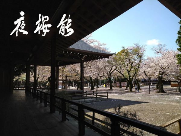 靖国神社の桜１