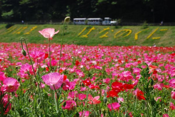 約100万本のポピー園（横須賀市くりはま花の国）
