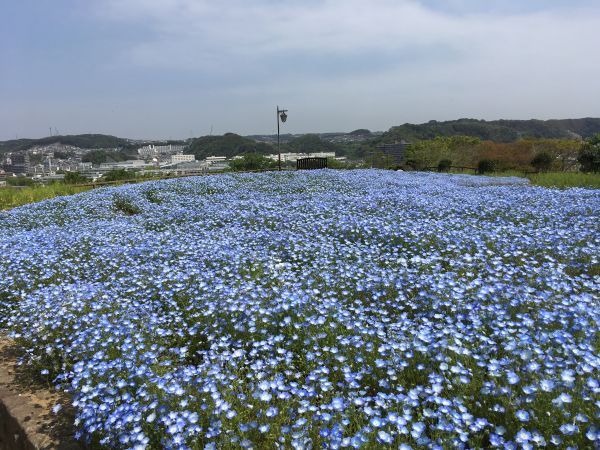 天空のネモフィラ花畑（横須賀市くりはま花の国）