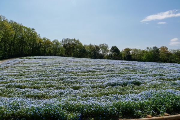 約10万本・5,000㎡のネモフィラ花畑（国営武蔵丘陵森林公園）※2021年4月7日撮影