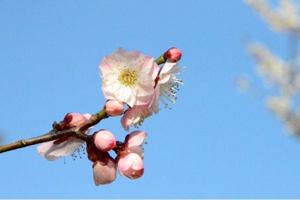 紅色の吹きかけ絞りと、時々現れる紅花が華やかな「無類絞り（むるいしぼり）」