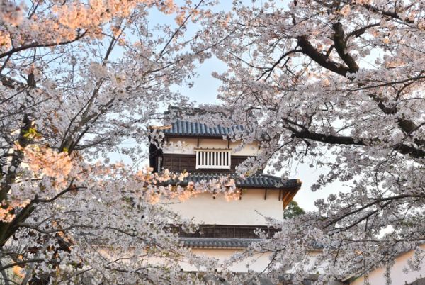 福岡城の桜１