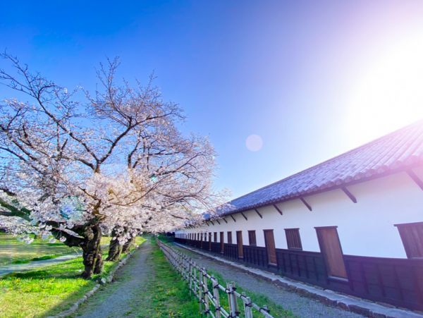 福岡城の桜２