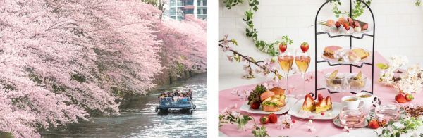 東京の人気お花見スポット目黒川の桜並木