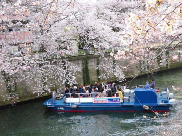 桜が見やすいように屋根のない開放的な船にて運航