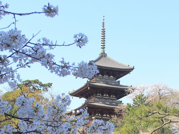 三溪園の桜