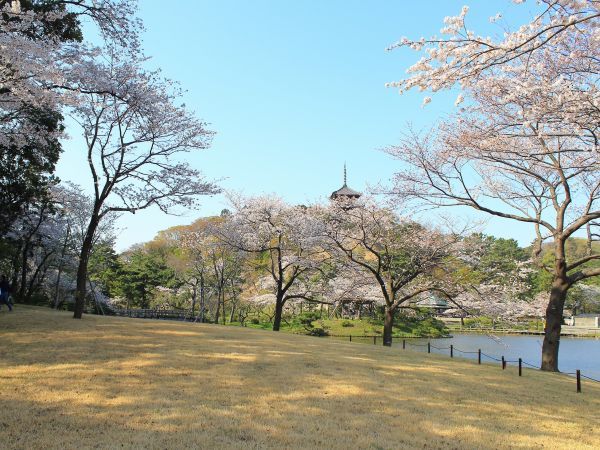 三溪園の桜