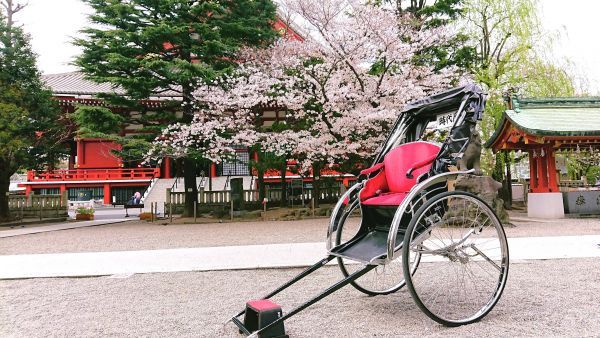浅草神社境内の桜と人力車