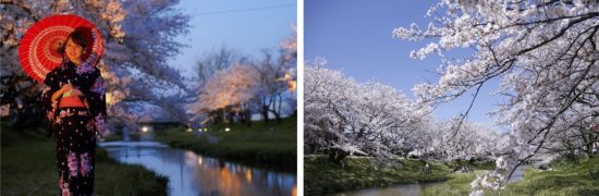 玉湯川堤の桜並木