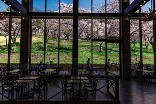 ▲レストランから見える桜景色