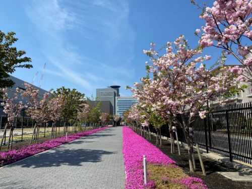 「桜のさんぽ道」一般開放
