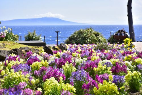 カラフルな花と大海原には伊豆大島