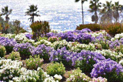 エントランスの花壇にはネメシアが