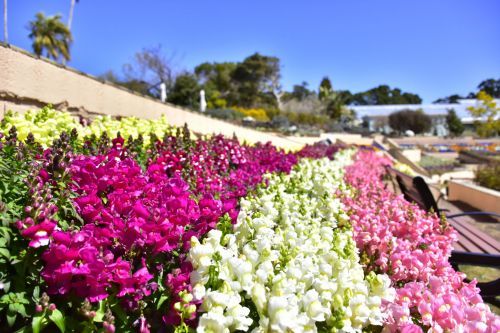 鮮やかなキンギョソウが花壇を彩る