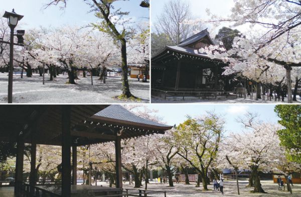 靖國神社 桜の様子