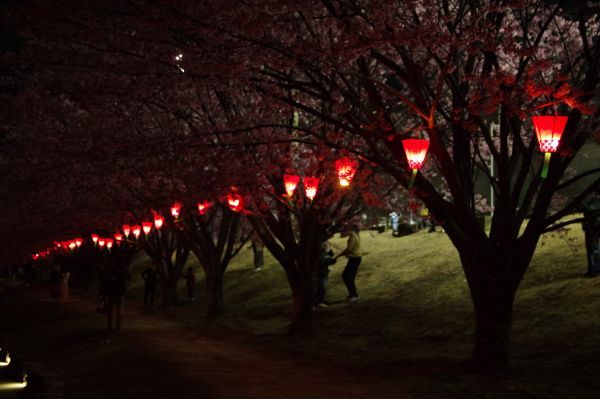 美しい灯りと桜のコラボ