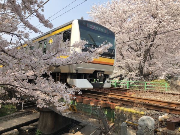 桜の中を走る電車