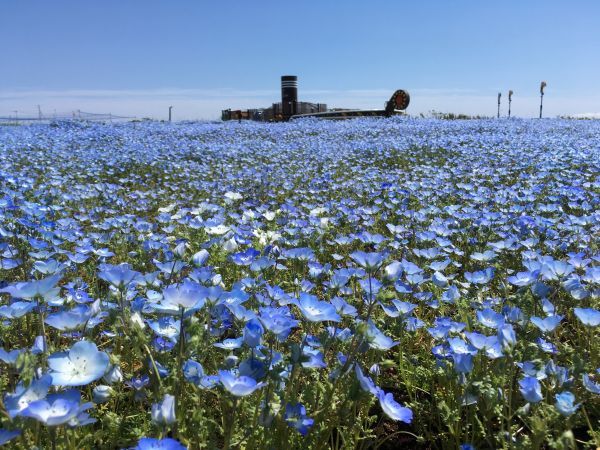 ネモフィラと、空・海の一面ブルーの景観が楽しめる