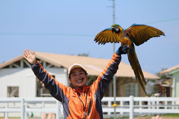 横須賀の大空を飛び交うバードショーを毎日開催