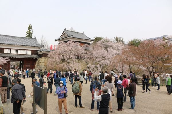 千本桜まつり