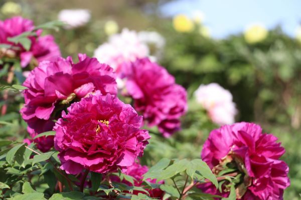 東松山ぼたん園