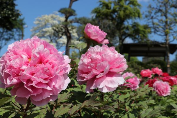 東松山ぼたん園のぼたん