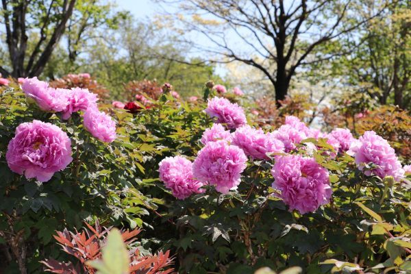 東松山ぼたん園のぼたん2