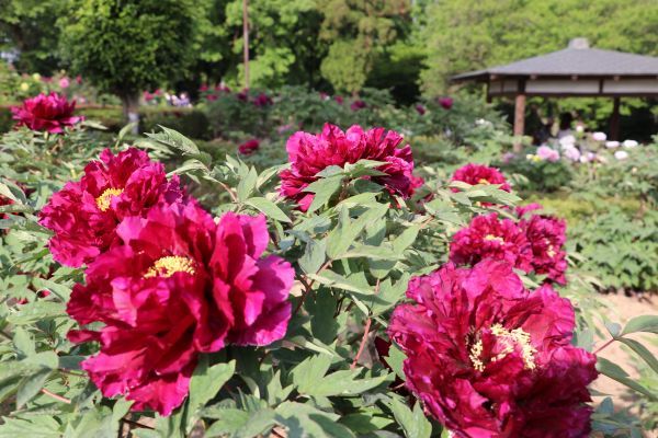 東松山ぼたん園のぼたん2