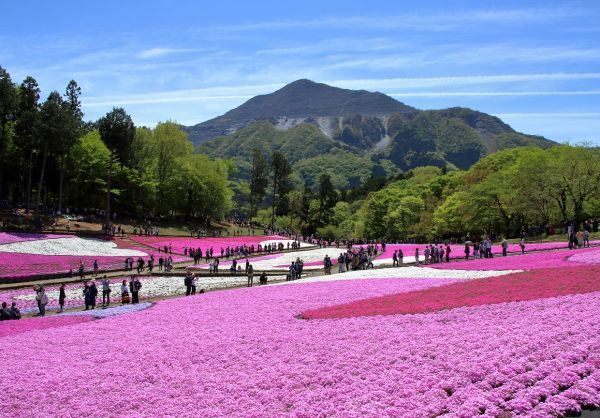 秩父羊山公園　芝桜の丘　イメージ