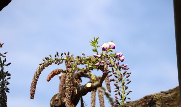 大藤 開花