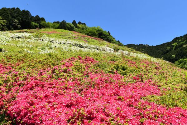 園内では6万株のツツジが4月下旬～5月中旬にかけて見頃