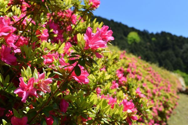 姫の沢公園の「ツツジ」