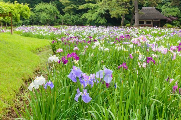 ハナショウブ最盛期の様子