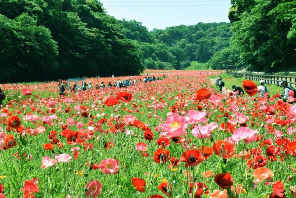 約100万本のポピー園がこれから見頃を迎えます（横須賀市くりはま花の国）