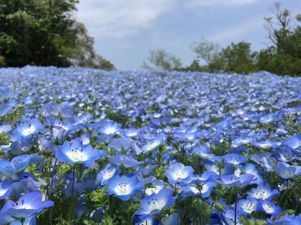 天空のネモフィラ花畑