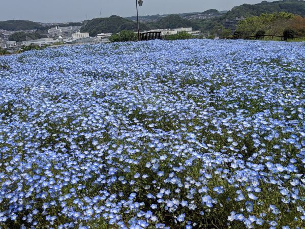 標高約70mの眺望「天空の花畑」