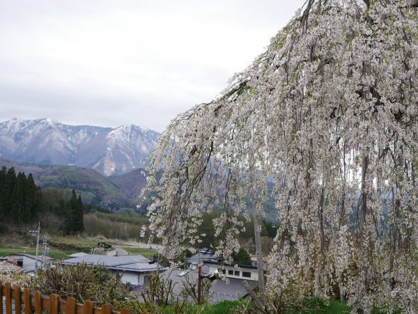 袖之山のシダレザクラ