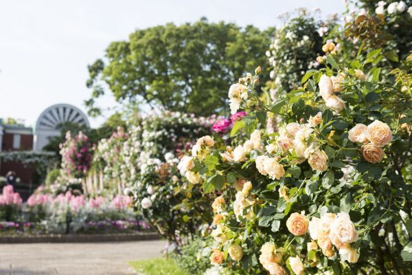 5月3日からバラの街 横浜で開幕 約2 0品種 9 000株のバラが咲き誇る関東屈指のイベント 横浜ローズウィーク が開幕 花見特集22