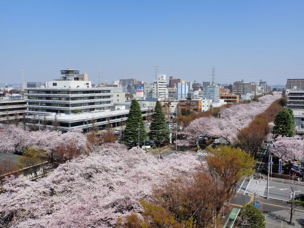 相模原市役所さくら通り（俯瞰）