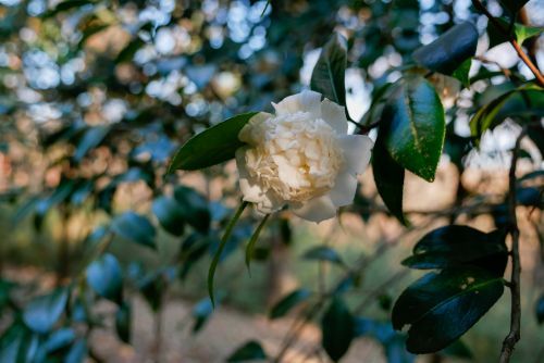 小輪の猪口咲きで控えめな美しさのある江戸椿 ‘白侘助‘（しろわびすけ）※現在開花中