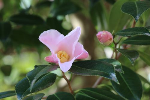 花の少ない12月に開花し茶花としても人気な江戸椿‘数寄屋‘（すきや）