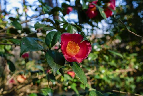 鮮やかなピンクの花の中央に黄金の雄しべが美しい ‘紅妙蓮寺’（べにみょうれんじ）※現在開花中