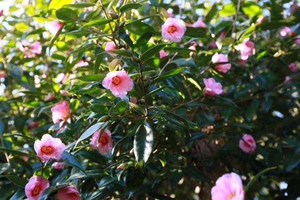 つばき・さざんか園（過去の様子）