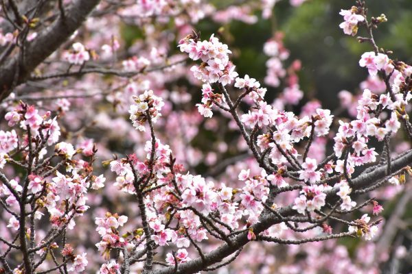 早咲きの桜「寒桜」が見頃