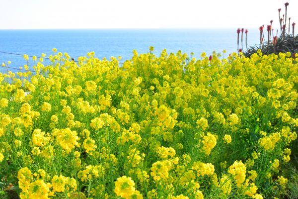 菜の花とキダチアロエ