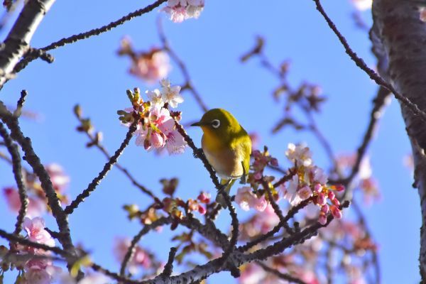 寒桜